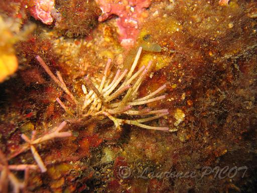 Amphiroa rigida.JPG - algue Amphiroa rigida